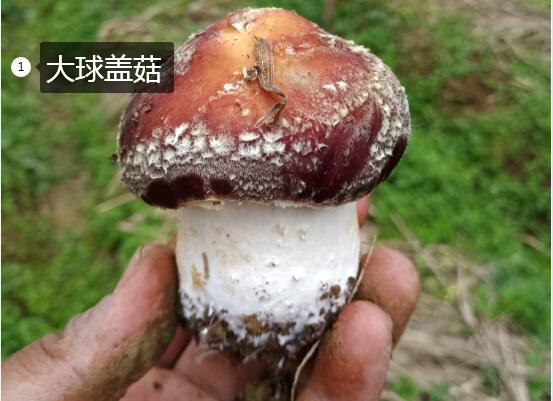 2020年11月6日大球盖菇价格行情、今日皱环球盖菇多少钱一斤?