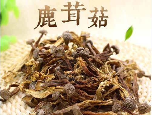 2020年11月6日鹿茸菇价格行情、今日珊瑚菌多少钱一斤?