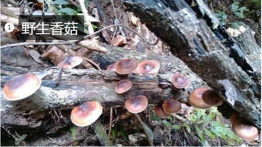 2020年11月7日野生香菇价格行情、今日野生香菇多少钱一斤?