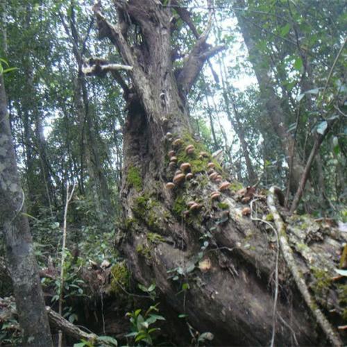 2020年11月7日野生香菇价格行情、今日野生香菇多少钱一斤?