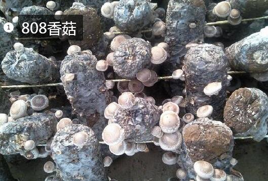 2020年11月7日808香菇价格行情、今日香菇808多少钱一斤?