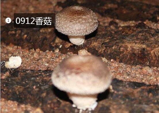 2020年11月7日0912香菇价格行情、今日香菇0912多少钱一斤?