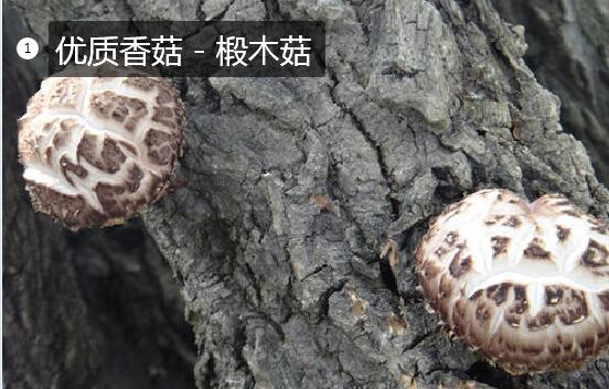 2020年11月7日椴木菇价格行情、今日椴木菇多少钱一斤?