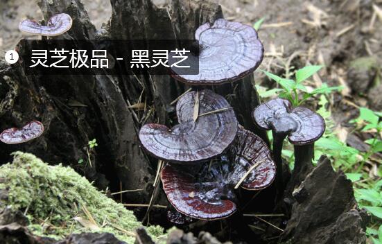 2020年11月7日黑灵芝价格行情、今日黑灵芝多少钱一斤?