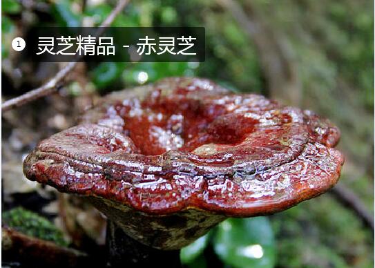 2020年11月7日赤灵芝价格行情、今日赤灵芝多少钱一斤?