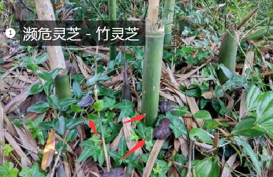 2020年11月7日竹灵芝价格行情、今日竹灵芝多少钱一斤?