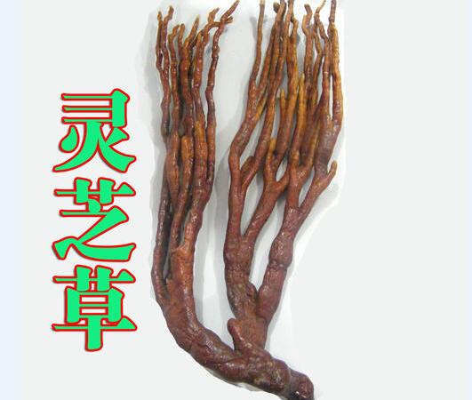 2020年11月7日灵芝草价格行情、今日草灵芝多少钱一斤?