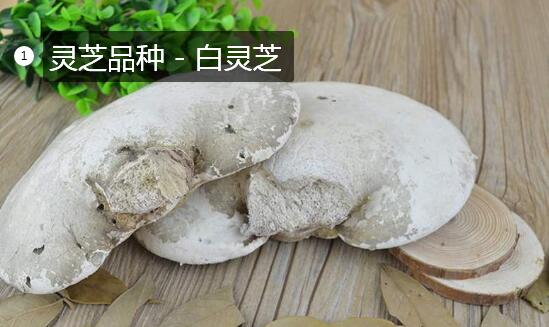 2020年11月7日白灵芝价格行情、今日白灵芝多少钱一斤?
