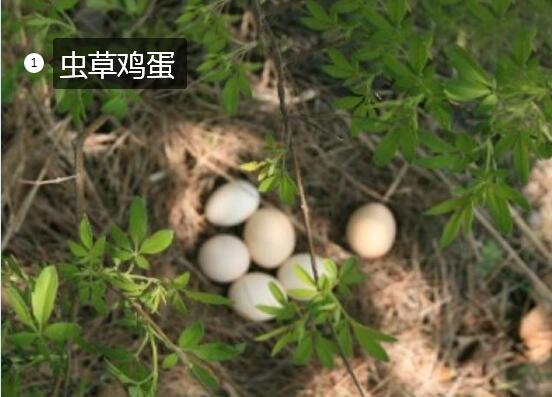 2020年11月7日虫草蛋价格行情、今日虫草鸡蛋多少钱一斤?