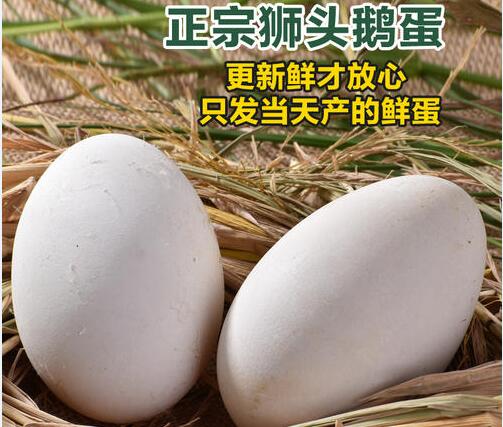 2020年11月7日狮头鹅蛋价格行情、今日狮头鹅蛋多少钱一个?