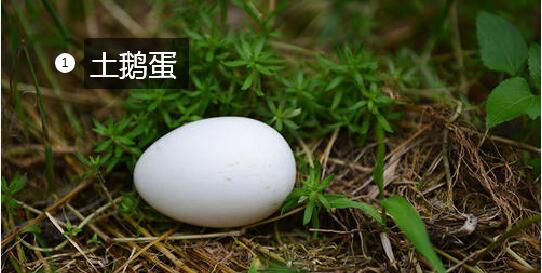 2020年11月7日土鹅蛋价格行情、今日土鹅蛋多少钱一个?