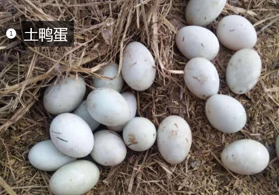 2020年11月7日土鸭蛋价格行情、今日土鸭蛋多少钱一斤?
