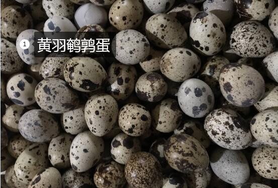 2020年11月7日黄羽鹌鹑蛋价格行情、今日黄羽鹌鹑蛋多少钱一斤?