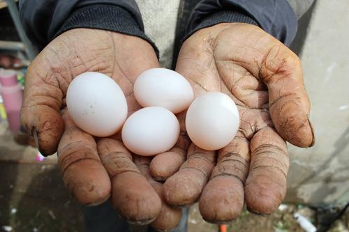 2020年11月8日种鸽蛋价格行情、今日种鸽蛋多少钱一个？