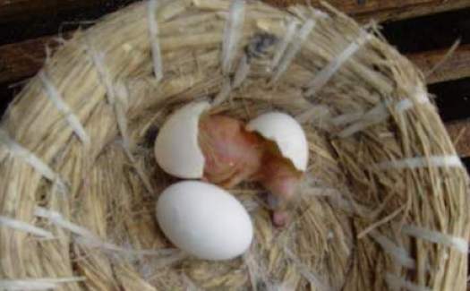 2020年11月8日种鸽蛋价格行情、今日种鸽蛋多少钱一个？