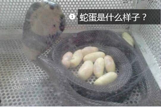 蛇蛋是什么样子