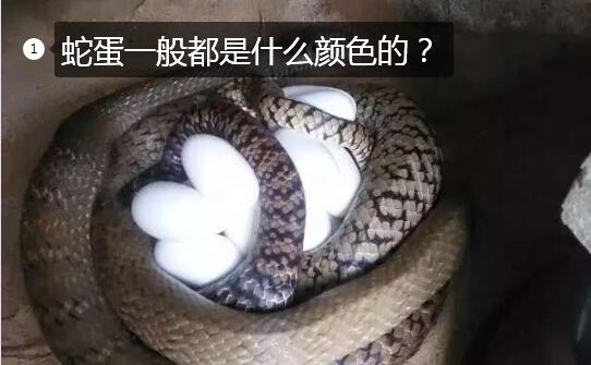 蛇蛋一般都是什么颜色的?