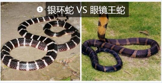 银环蛇和眼镜王蛇谁更毒？