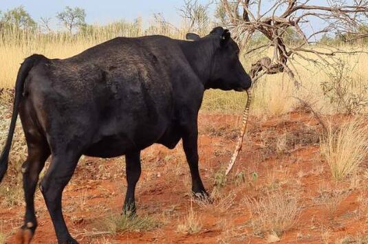 澳洲母牛开始吃蛇图1