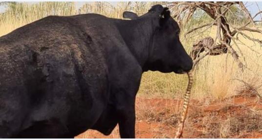 澳洲母牛开始吃蛇图2