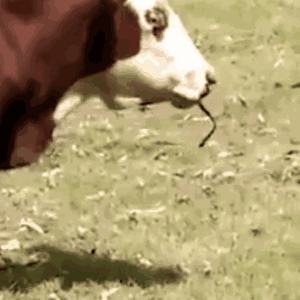 澳洲母牛开始吃蛇图