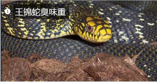 王锦蛇臭味图片