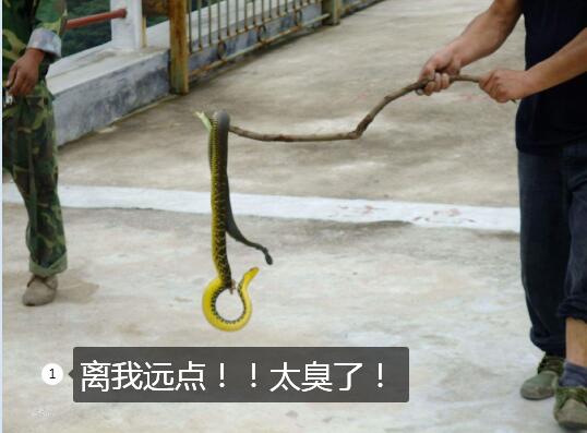 王锦蛇臭味图片