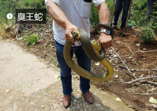 蝮蛇身上有臭味吗?