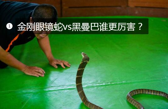 眼镜王蛇vs黑曼巴蛇