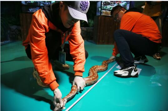 无锡动物园开展秋季体检！徒手给蛇做体检很特别！
