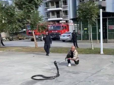 西双版纳州消防救援支队 开展捕蛇技术专业培训!