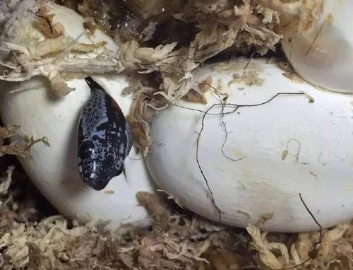蛇蛋孵化为什么不能沾到水？