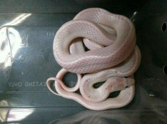 变异赤练蛇粉色图片2