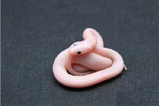 变异赤练蛇粉色图片3