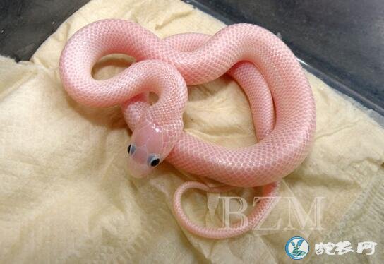 变异赤练蛇粉色图片4