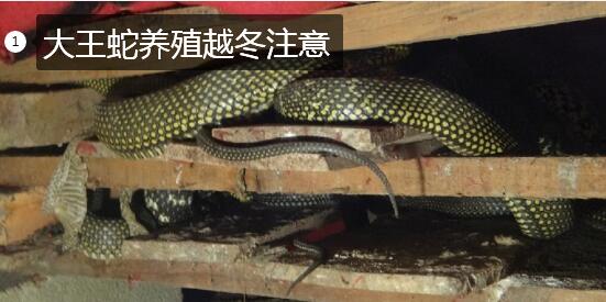 王锦蛇冬眠图片1
