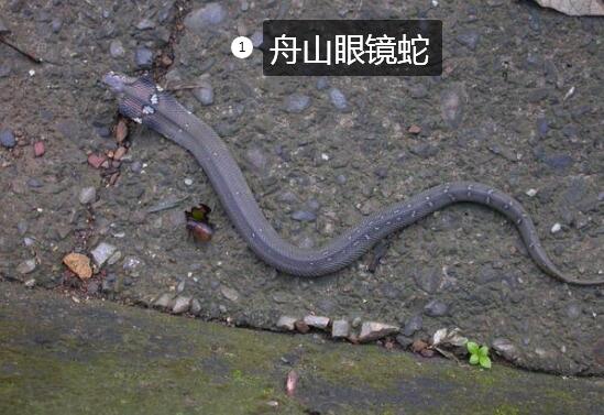 眼镜蛇生存地区图3