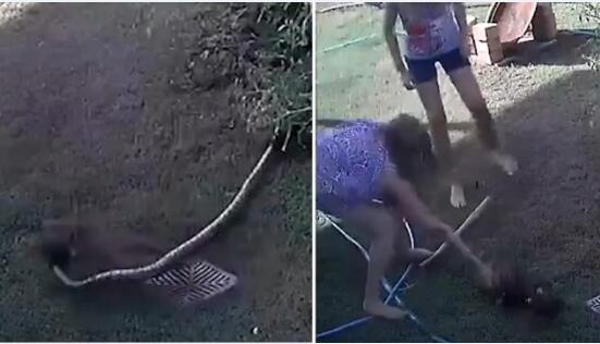 小狗在院子里被蛇袭击 女主人听到赶来解救
