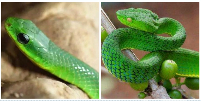 翠青蛇和竹叶青的区别图片1