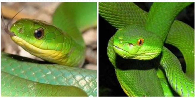 翠青蛇和竹叶青的区别图片2