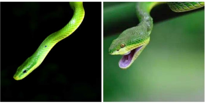翠青蛇和竹叶青的区别图片3