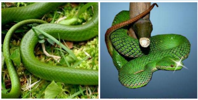 翠青蛇和竹叶青的区别图片4