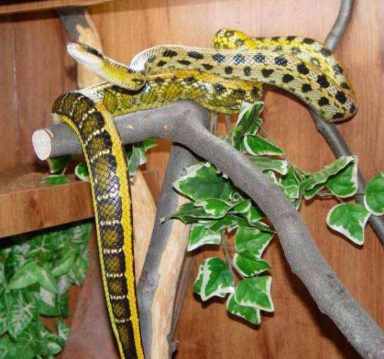 哪里有出售菜花蛇（黑眉锦蛇）？黑眉锦蛇可作为药用蛇饲养！