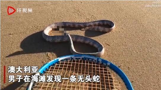 蛇的生命太强大了！澳洲男子海滩发现一条无头蛇还能蠕动！