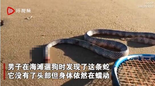 蛇的生命太强大了!澳洲男子海滩发现一条无头蛇还能蠕动!