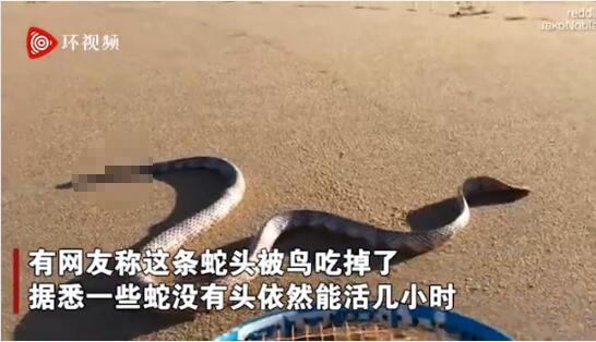 蛇的生命太强大了！澳洲男子海滩发现一条无头蛇还能蠕动！