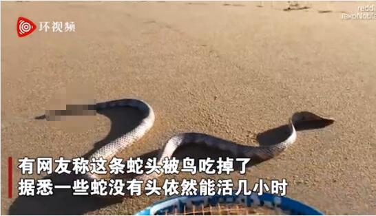 蛇的生命太强大了!澳洲男子海滩发现一条无头蛇还能蠕动!