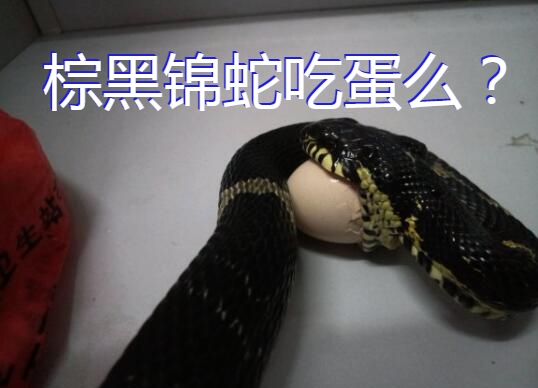 棕黑锦蛇吃蛋么图1