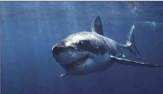 世界上最长寿的鲨鱼！北冰洋发现400岁的格陵兰鲨鱼！