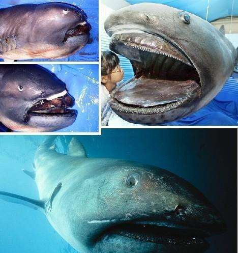 世界上最长寿的鲨鱼！北冰洋发现400岁的格陵兰鲨鱼！